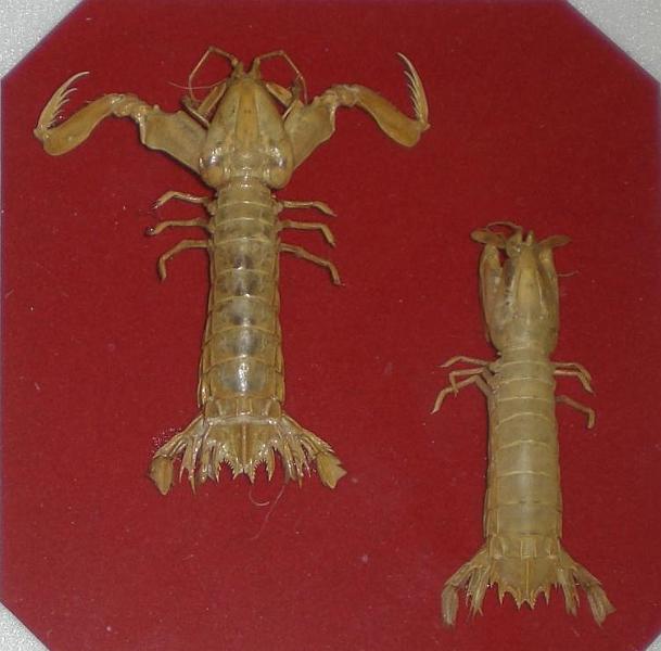 Rissoides desmaresti GNL Chioggia.jpg